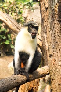 Animal zoo nature