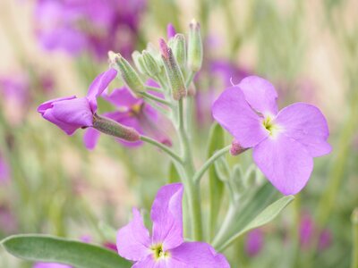 Bloom purple violet