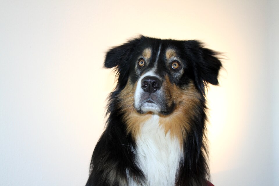 Animal portrait attention head