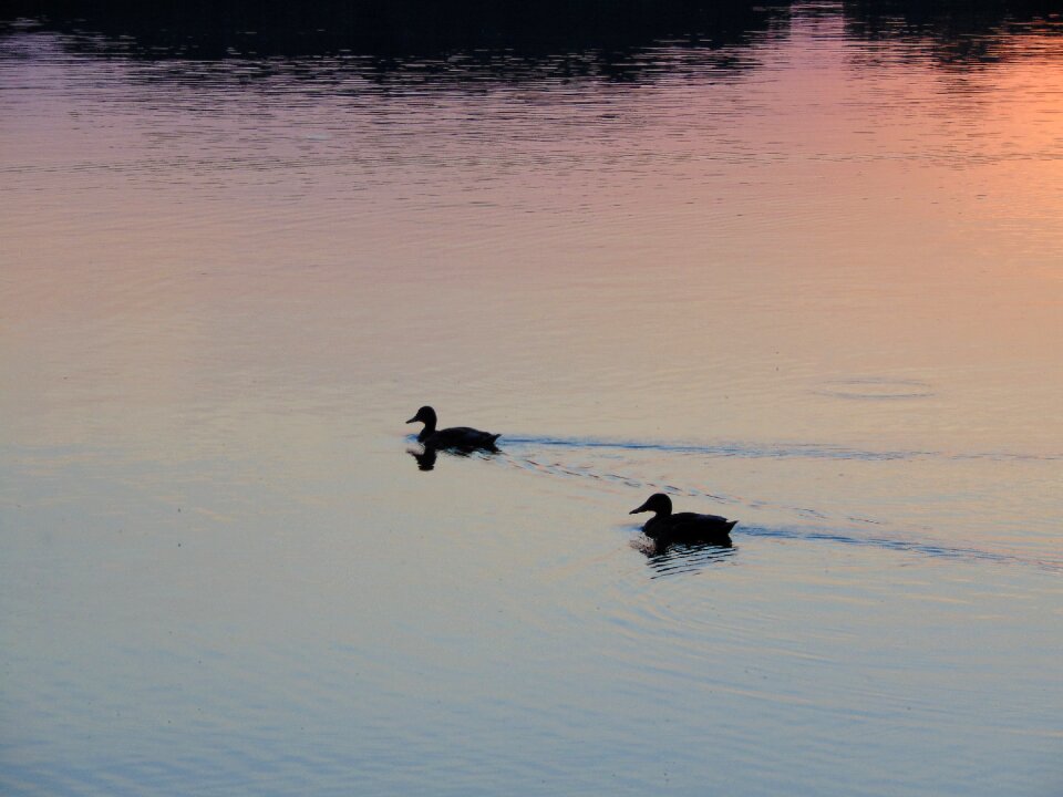 Water water bird animal