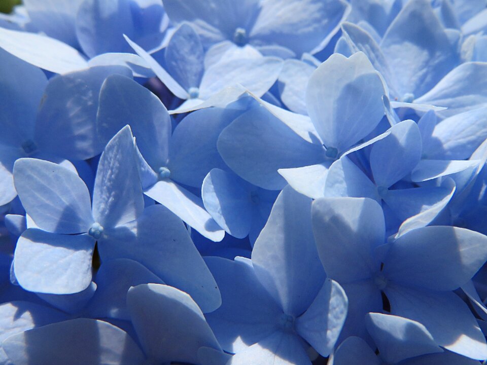 Blue summer hydrangea