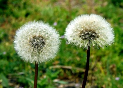 Stars green fluffy photo