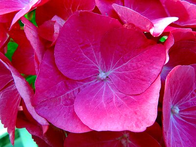 Pink hydrangea summer photo
