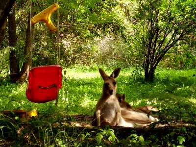 sandpit kangaroo photo