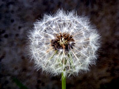 Stars green fluffy