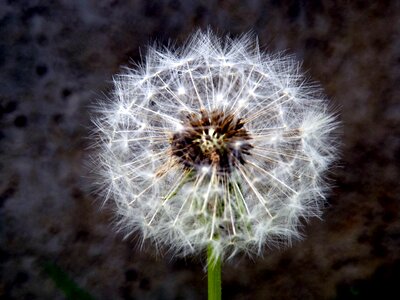 Stars green fluffy photo