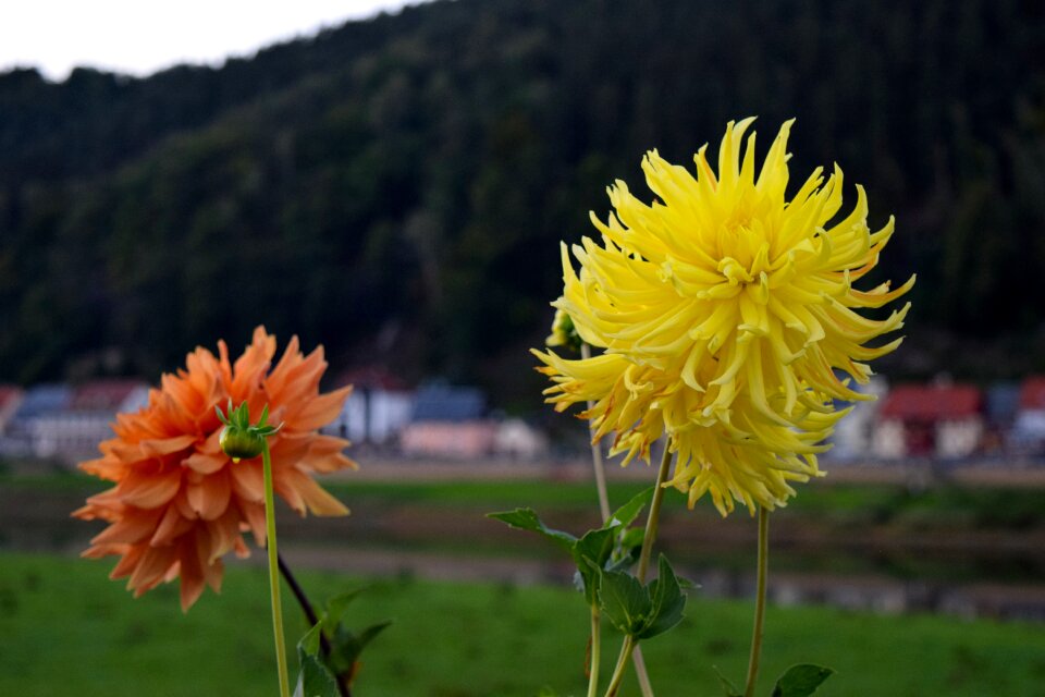 Bloom dahlia garden flower garden
