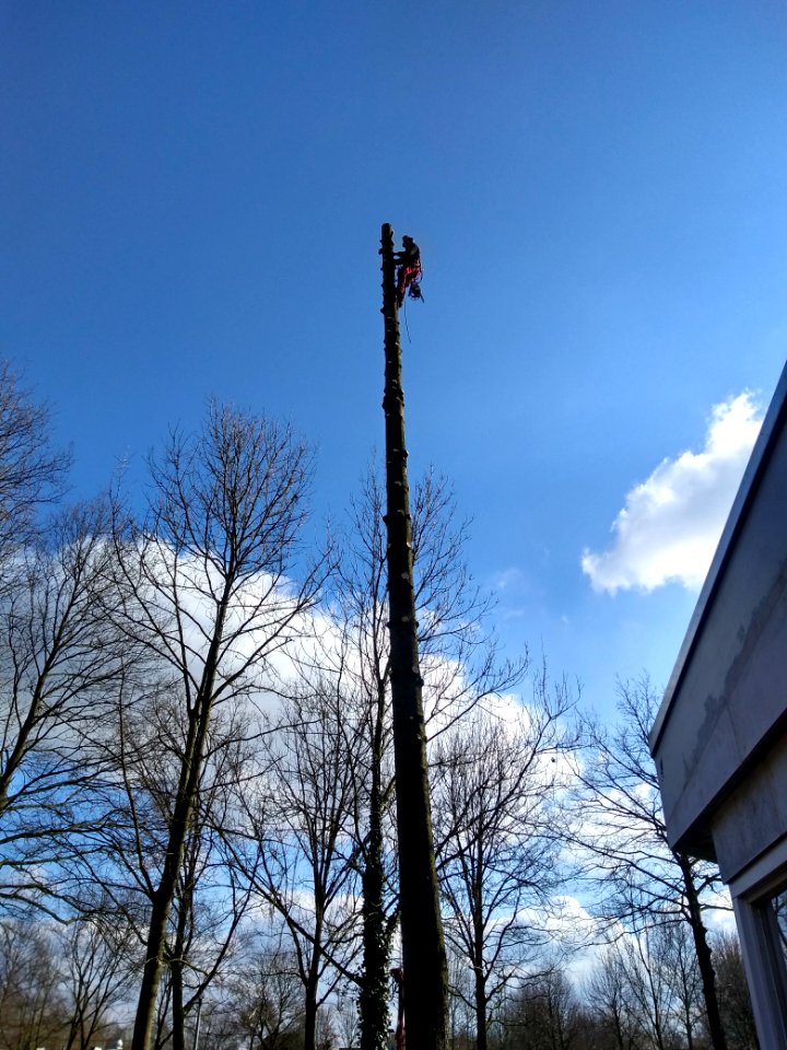 Fijnspar kleingemaakt en opgeruimd