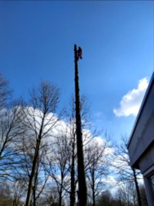 Fijnspar kleingemaakt en opgeruimd