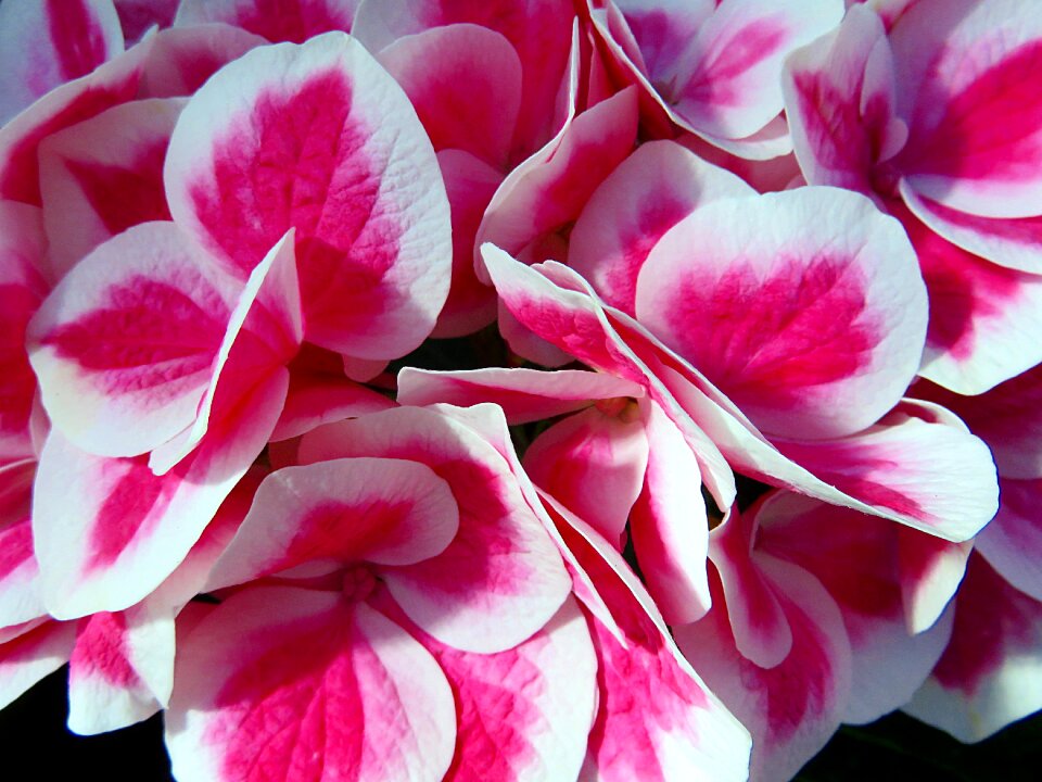 Hydrangea pink summer photo