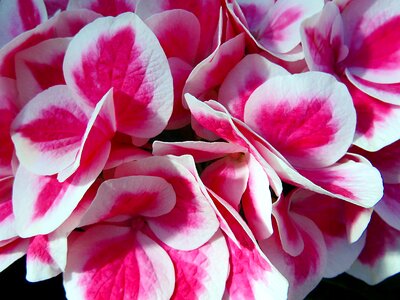 Hydrangea pink summer