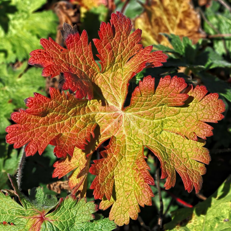 Autumn colours fall leaves fall color