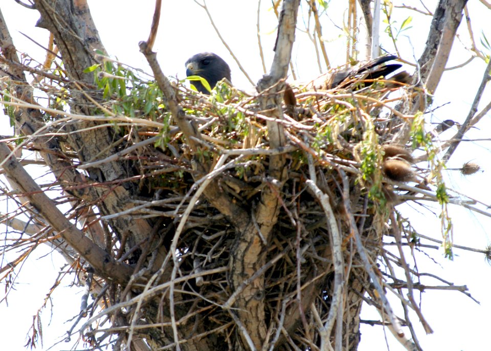 4546 red tail hawk nest odfw