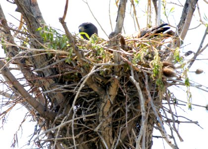 4546 red tail hawk nest odfw