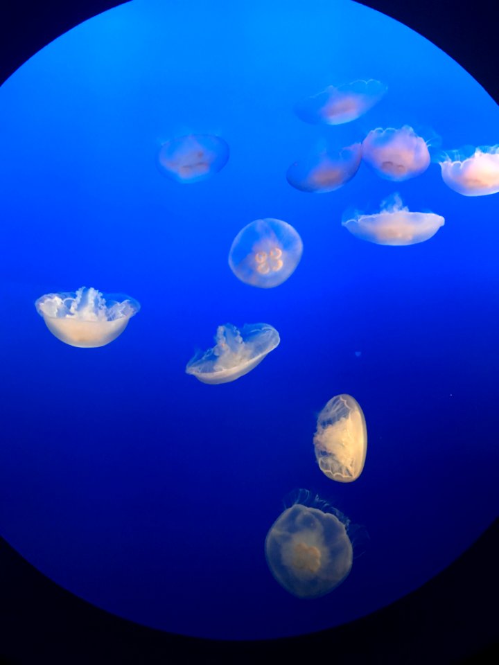 jellyfish 2