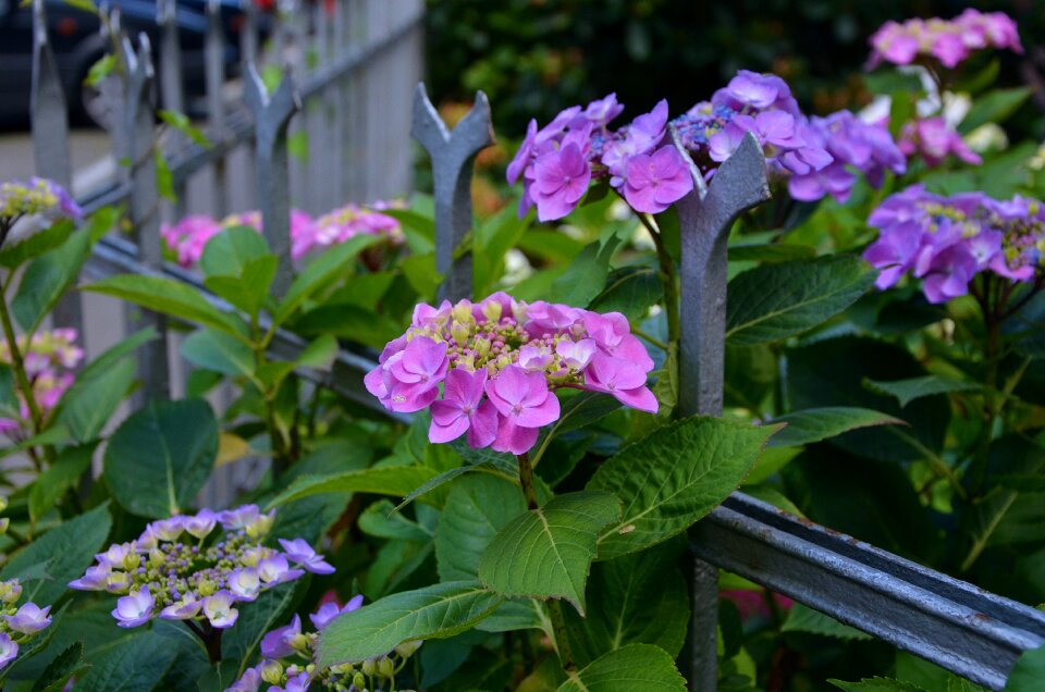 Nature purple garden fence