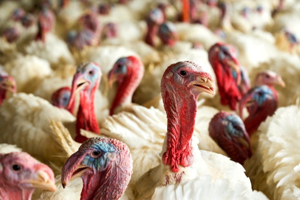 Beltsville Small White Turkey