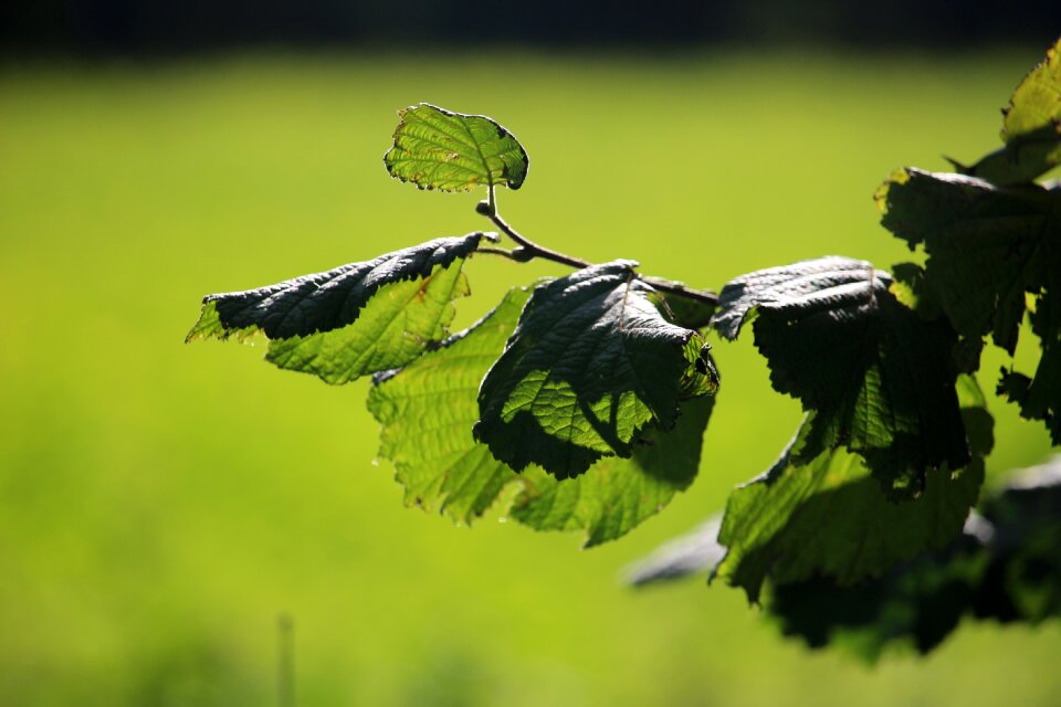 Green leaves in the autumn hazelnut leaf
