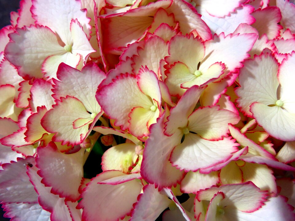 Flower hydrangea summer