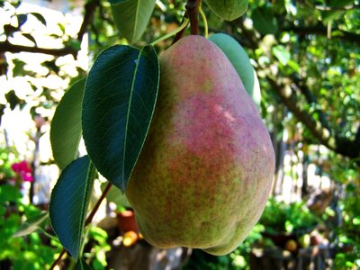 Pear fruit food