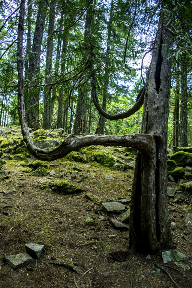 Curve mossy forest photo
