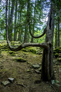 Curve mossy forest photo