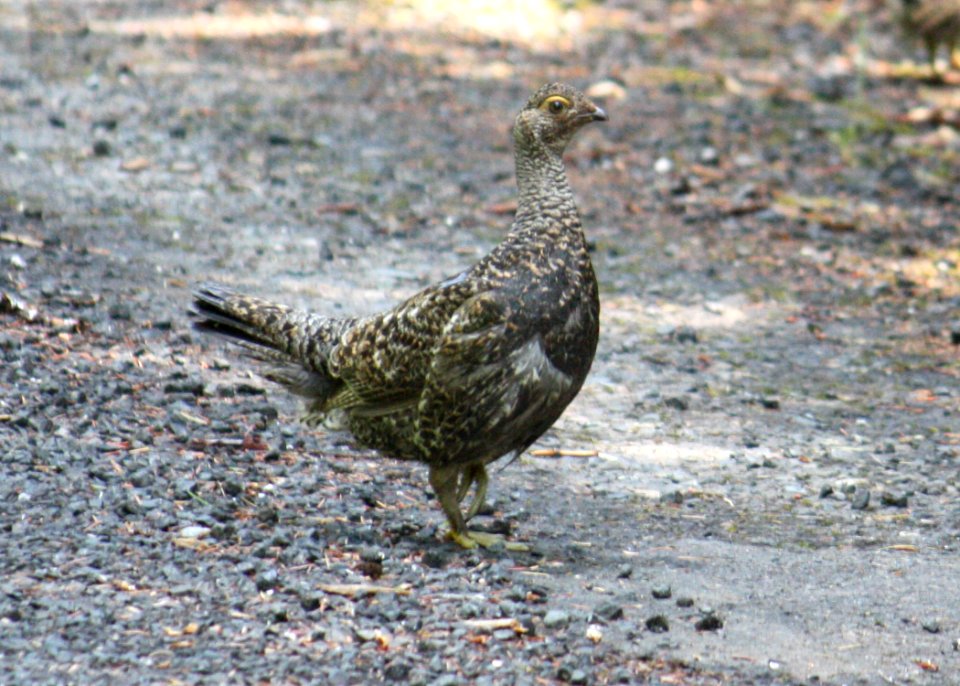 071009 sooty blue grouse2 wolfer odfw