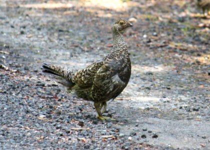 071009 sooty blue grouse2 wolfer odfw photo