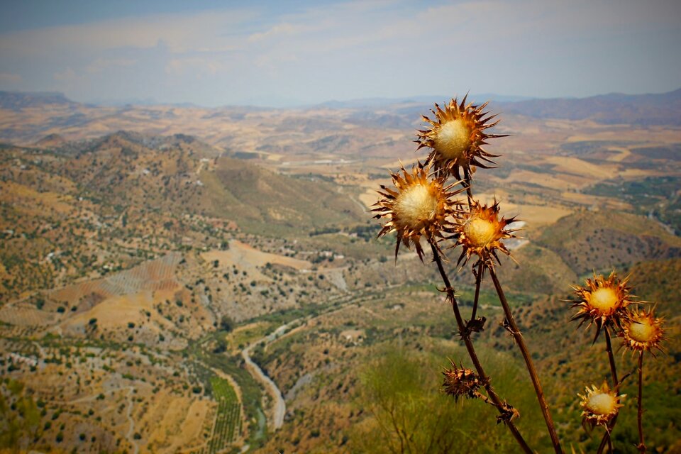 Hills dry bushes