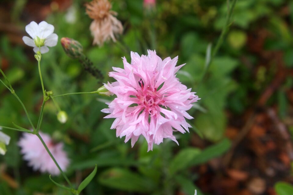 Summer garden nature