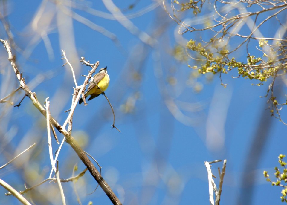 4336 western king bird