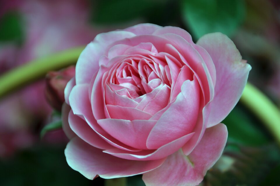 Perfume beauty spring