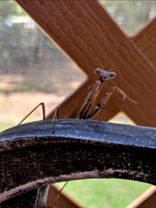 Praying Mantis photo