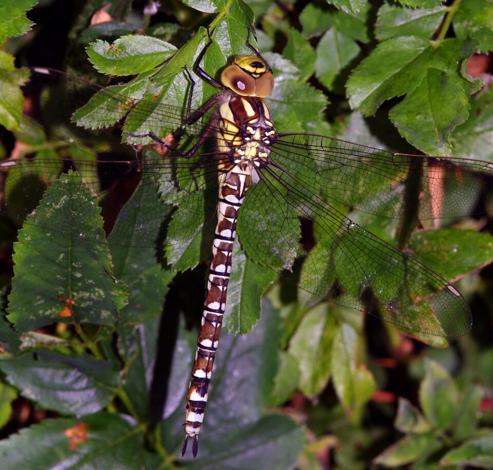 Hawker nature uk