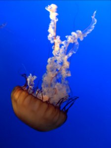 jellyfish 3 photo