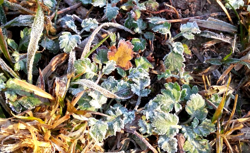 Frozen leafs in winter Palampur