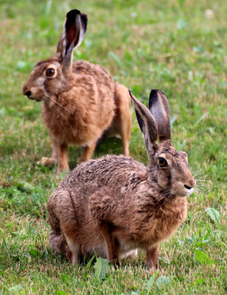 Bunny meadow summer