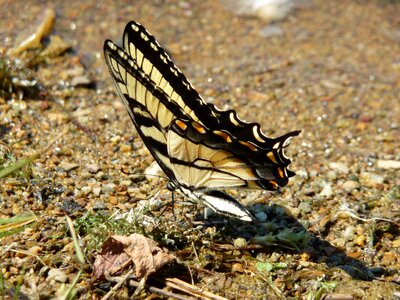 Ground water brown butterfly