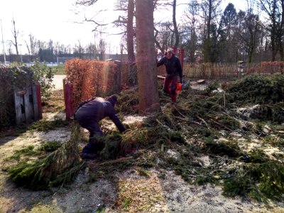 Fijnspar kleingemaakt en opgeruimd photo