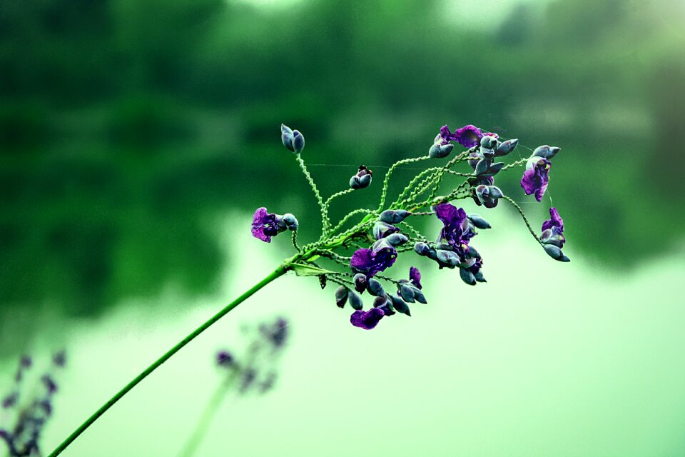 Flower river lake