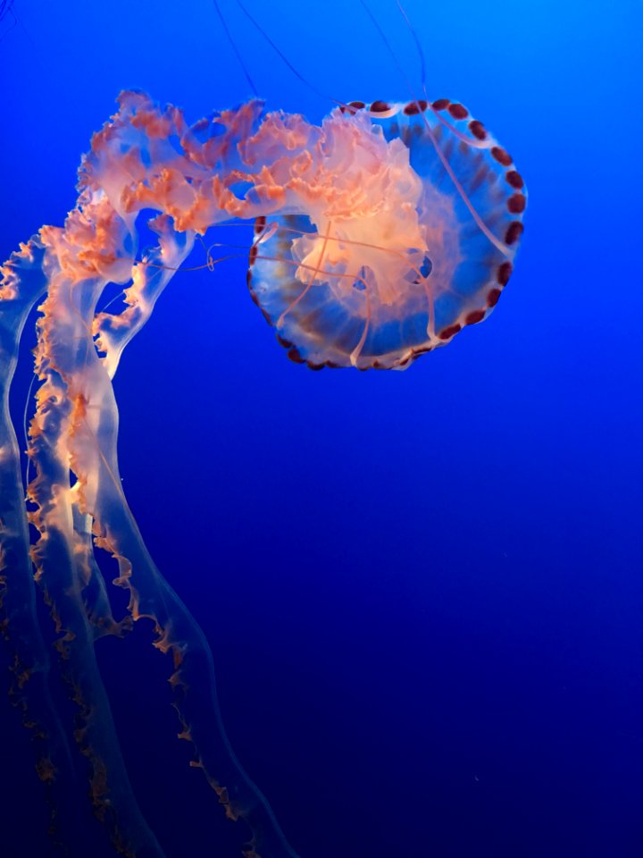 jellyfish 1