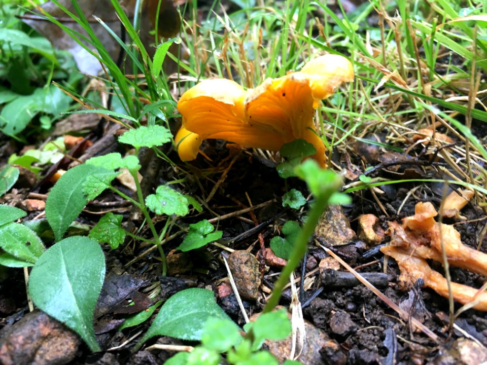 golden chanterelle