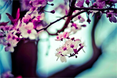 Nature floral plant