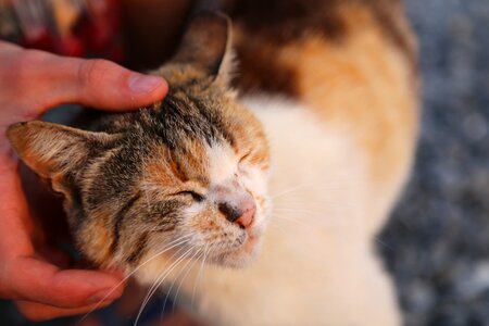 Animal kitten kitty photo