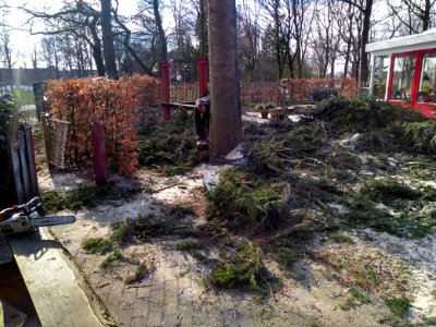 Fijnspar kleingemaakt en opgeruimd