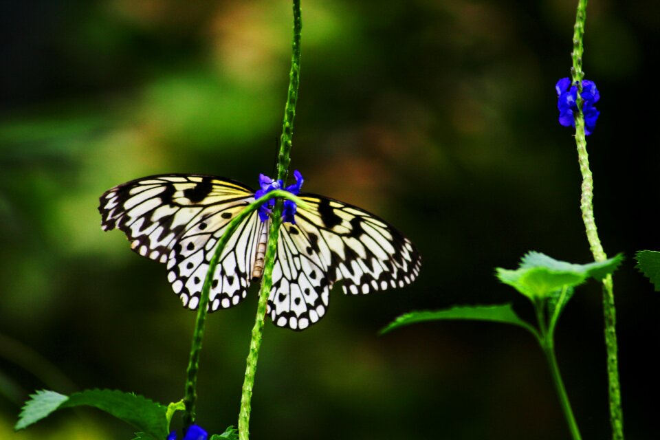 Spotted nature animal