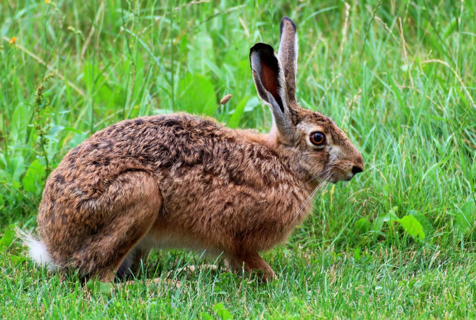 Bunny meadow summer