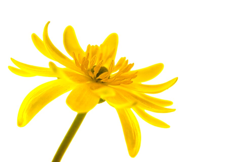 Isolated life pistil