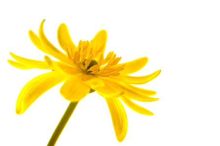 Isolated life pistil