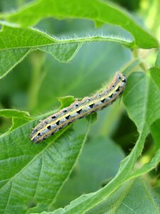 Armyworm soy soybean photo